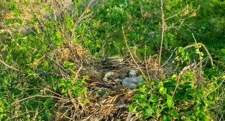 Long-legged buzzard (Buteo rufinus) nestlings are 5 days old, elder's eyes are open. Parents brought Balkan snake (Coluber jugularis) as food. View nest and surroundings at Field elm (Ulmus). 