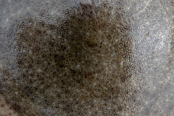Black Sea turbot demersal fish upper side of body covered with bony conical plaques. Azov subspecies of flounder Scophthalmus maeoticus torosus adapted to fine-sanded bottom, disruptive coloration