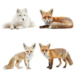 Four different fox types on transparent background