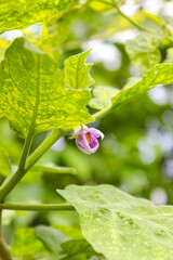 Eggplant or aubergine violet flowers with blurred background
