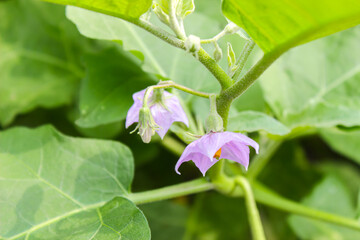Eggplant or aubergine violet flowers with blurred background