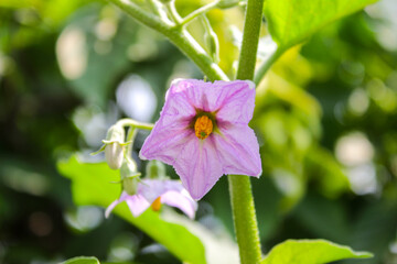 Eggplant or aubergine violet flowers with blurred background