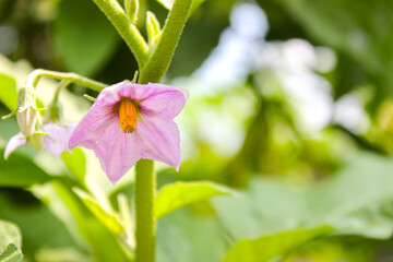 Eggplant or aubergine violet flowers with blurred background