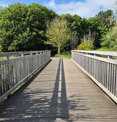 Wooden bridge in forest
