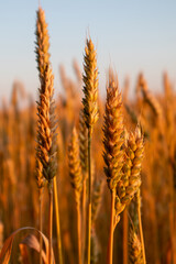 Wheat spikes in golden sunlight on sunny summer field blurry background 