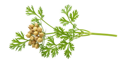 Cilantro plant with seeds and leaves isolated PNG with Transparent Background