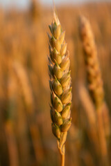 Wheat spike macro in warm sunlight on summer field blurry background 