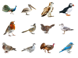 Twelve different birds on transparent background