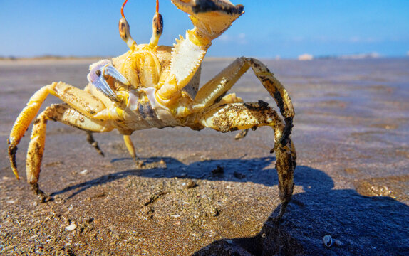 Red Sea ghost crab (Ocypode saratan) in an attack pose on a photographer. Bright Claw as a threat releaser, aggressive behavior. Gulf of Oman, Arabian Sea