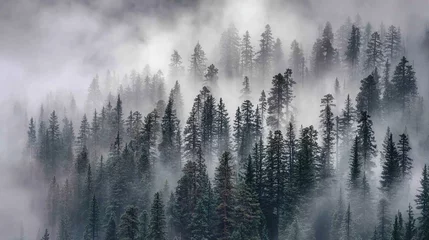 Fototapete Wald im Nebel Aerial view of dense pine forest shrouded in mist, treetops veiled by low clouds, green trees contrasting with soft white fog for ethereal tranquil atmosphere.  © TAO