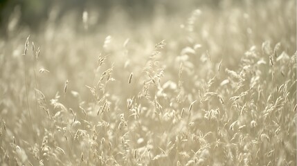 Whispering meadow grasses bathed in sunlight
