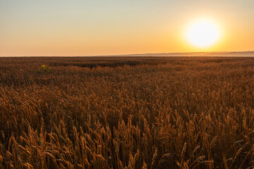 Golden sun shining on wheat field, rural scenery with ripe barley crops