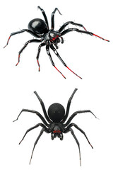 Two black widow spiders on transparent background