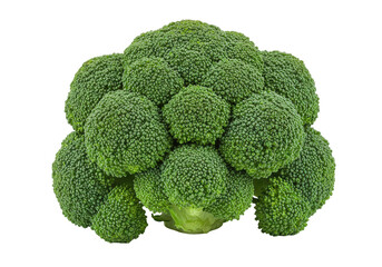 Fresh broccoli head showcasing vibrant green florets against a plain background, ideal for healthy eating concepts