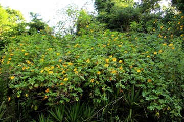 planta flor mão de deus - Tithonia diversifolia 