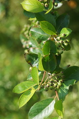 Niedojrzała Aronia w ogrodzie