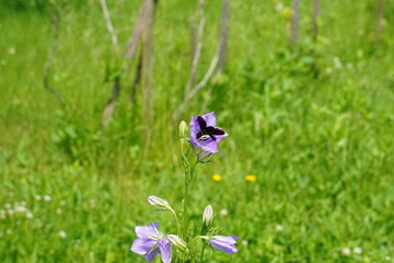 A black carpenter bee (Xylocopa violacea) rests on a purple peach-leaved bellflower (Campanula persicifolia). The close-up captures detailed petals and the bee in natural daylight within a garden sett