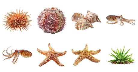 Sea creatures assortment on transparent background