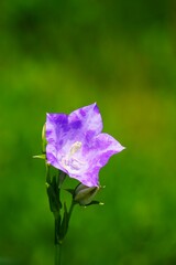 Fioletowy dzwonek brzoskwiniolistny (Campanula persicifolia) rośnie w ogrodzie wśród innych kwiatów, z widocznym sadem w tle. Kwiat sfotografowany w naturalnym świetle, w pełni kwitnienia.

