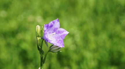 Fioletowy dzwonek brzoskwiniolistny (Campanula persicifolia) uchwycony z bliska, pojedynczy kwiat na tle zieleni. Zdjęcie wykonane w naturalnym świetle.