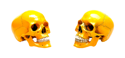 Yellow skulls for study isolated set on transparent background