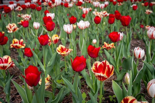 Field of tulips in springtime 