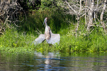 Heron at the lake