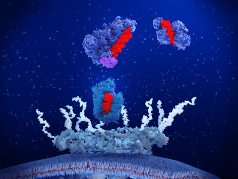 Enzymes involved in microRNA processing: exportin/RanGTP(light blue)) dicer/TRP,  Argonaute (top right). pre-microRNA and microRNA (red)