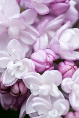 amazing beautiful terry soft violet lilac flowers blooming. background macro. spring season