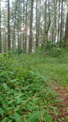 footpath in the woods