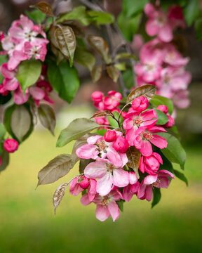 Close-Up of Pink Apple Blossoms in Spring