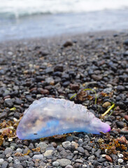 Atlantic Portuguese man-of-war or Physalia physalis jellyfish-like poisonous marine hydrozoan washed out on the shore of Tenerife,Canary Islands,Spain.