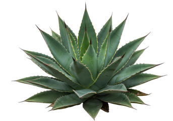 Lush green agave plant with sharp leaves, isolated on a white background, ideal for nature themes