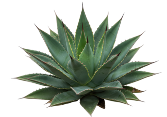 Lush green agave plant with sharp leaves, isolated on a white background, ideal for nature themes