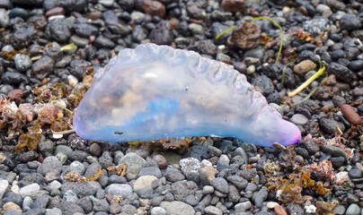 Atlantic Portuguese man-of-war or Physalia physalis jellyfish-like poisonous marine hydrozoan washed out on the shore of Tenerife,Canary Islands,Spain.