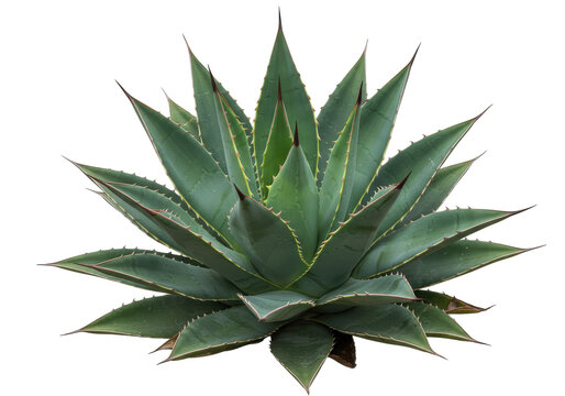 Fototapeta Lush green agave plant with sharp leaves, isolated on a white background, ideal for nature themes