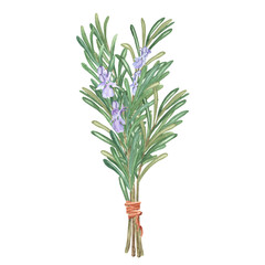 Watercolor bouquet of rosemary branches with lilac flowers and green leaves. Hand-drawn watercolor illustration of aromatherapy plant. Herbal tea clipart. Design element for postcards, package