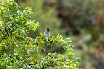 bird on a tree