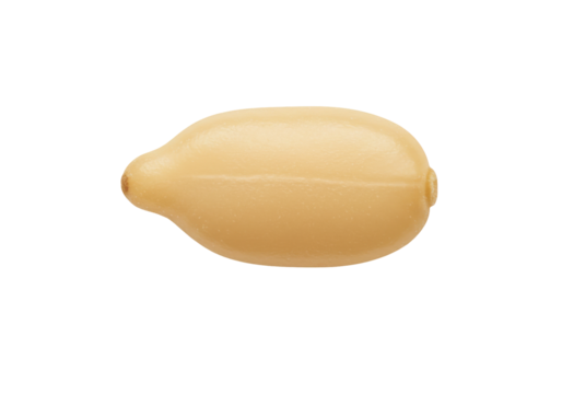 Close-up of a smooth, oval-shaped beige object isolated on a white background