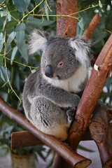 Whiteman, Australia – June 1, 2025: The Caversham Wildlife Park
