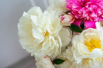 Bouquet of fresh peonies close up. Plants, gardening, eco  nature concept
