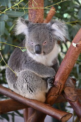 Whiteman, Australia – June 1, 2025: The Caversham Wildlife Park