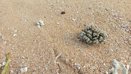 Coral Fragment on Tropical Beach Sand