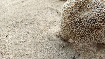 Large Coral Reef on the Beach