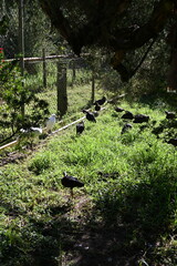 Whiteman, Australia – June 1, 2025: The Caversham Wildlife Park