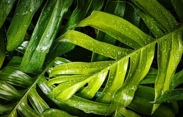 Monstera background, Fresh green leaves of monstera or split-leaf philodendron. The tropical foliage plant growing in wild, green leaf of monstera or split-leaf philodendron.