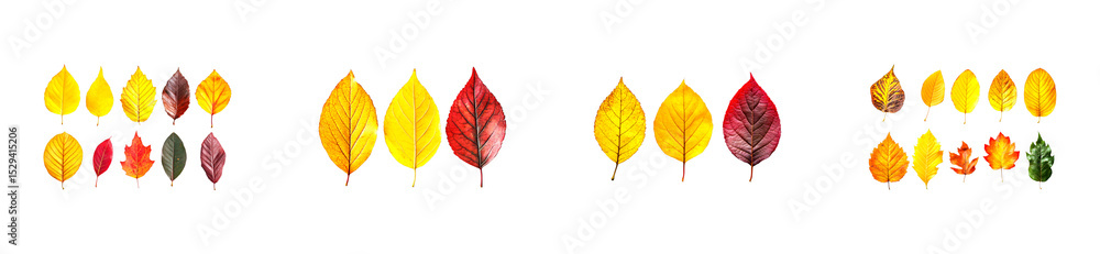 Poster autumn leaves display isolated set on transparent background