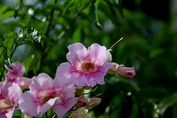 planta flor sete léguas - Podranea ricasoliana 
