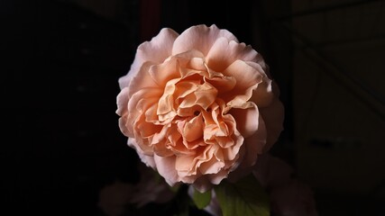 Pink rose close-up on dark background