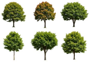 Collection of six trees showcasing seasonal color changes in a natural setting